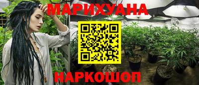 гашик Кингисепп